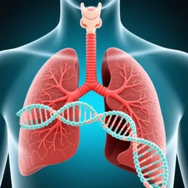 Lungs