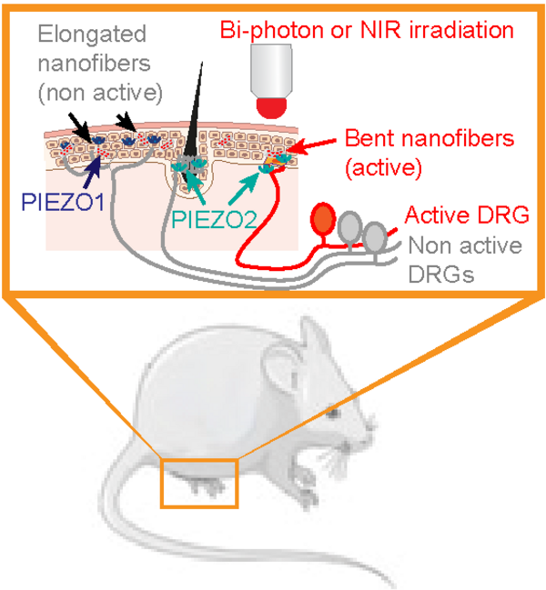 piezo thesis