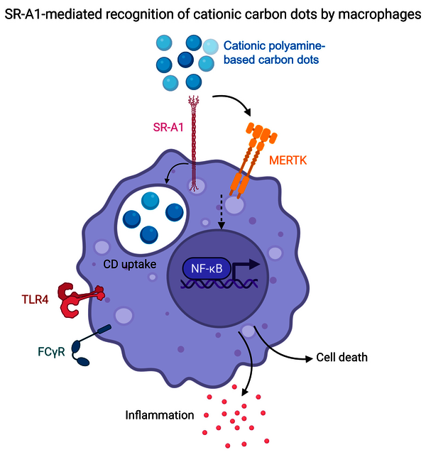 Graphical abstract