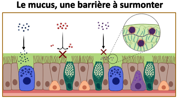 projet Maturation « MucoLip » financement SATT Conectus Alsace