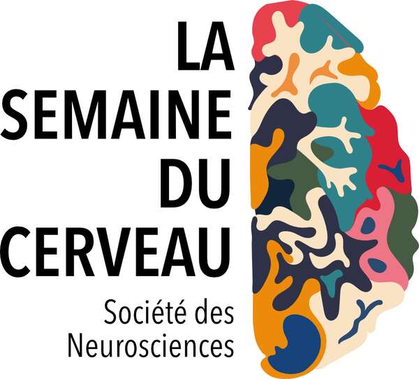 [Translate to English:] cerveau