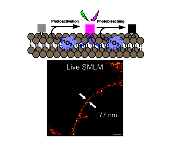 Live SMLM