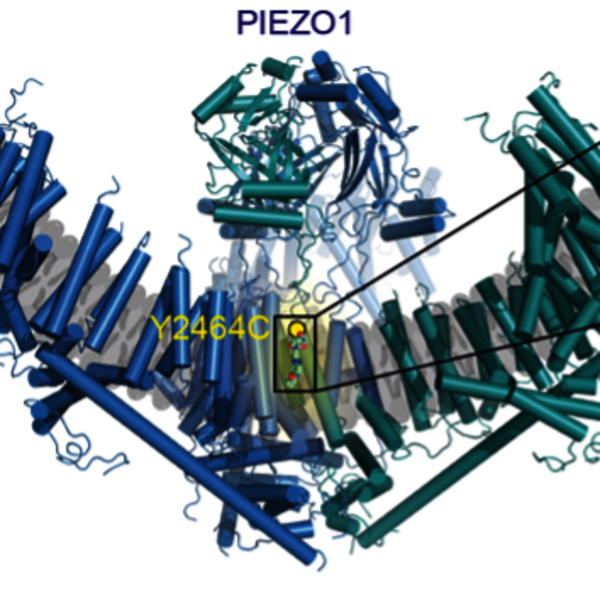 Piezo receptors