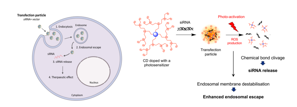 Light controlled Si RNA release using Carbon dots