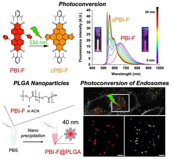 Photoconvertible and Photoactivatable Perylene BisImide Based on Photocyclization